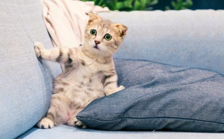 Kedi Tüyü Nasıl Temizlenir?