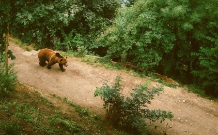 Rüyada Ayı Görmek Ne Demektir?